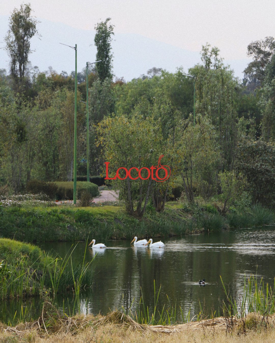 Pelícanos Xochimilco